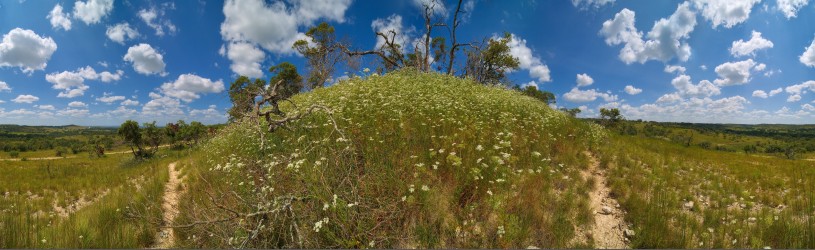 Thumbnail of Bamberger Ranch, West Slope Middle Hillside Daucosma Colony in Bloom.jpg